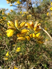 Ulex europaeus