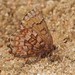 Callophrys niphon - Photo (c) Jason M Crockwell, algunos derechos reservados (CC BY-NC-ND), subido por Jason M Crockwell