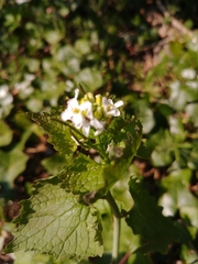 Alliaria petiolata