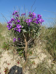 Matthiola incana