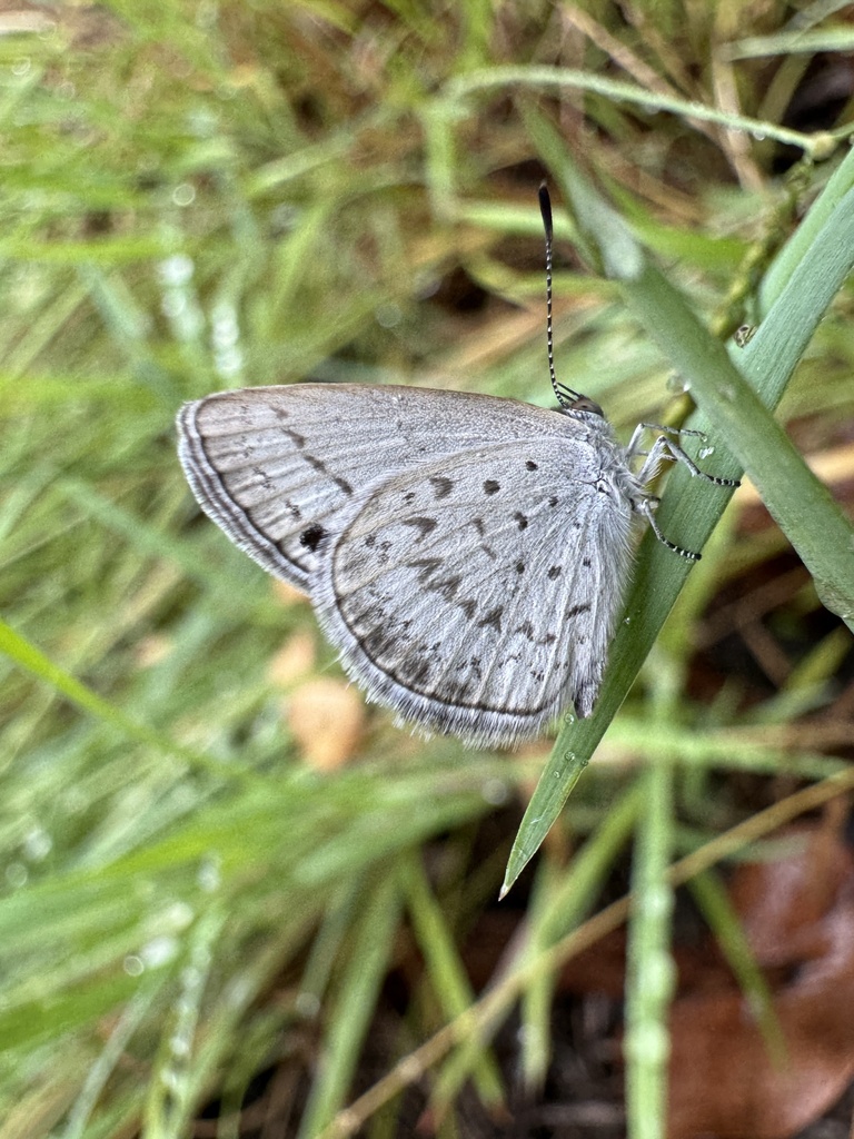 Small Dusky-blue