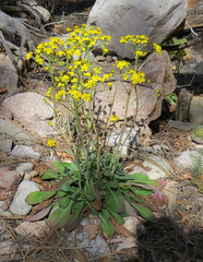Senecio wootonii
