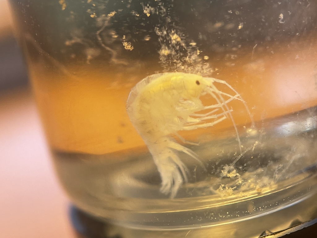 northern river crangonyctid