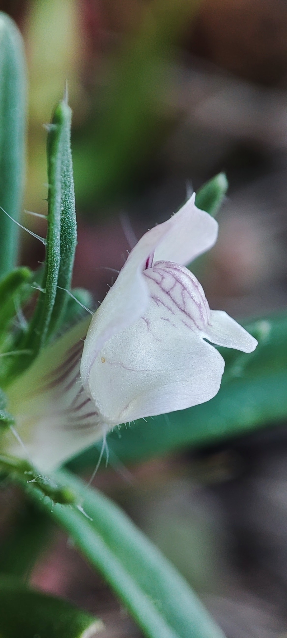Misopates calycinum