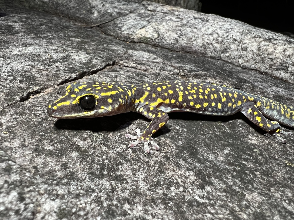 Marbled Velvet Gecko