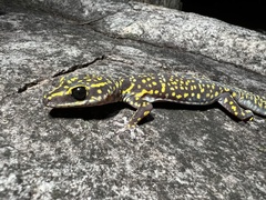 Marbled Velvet Gecko photo 1