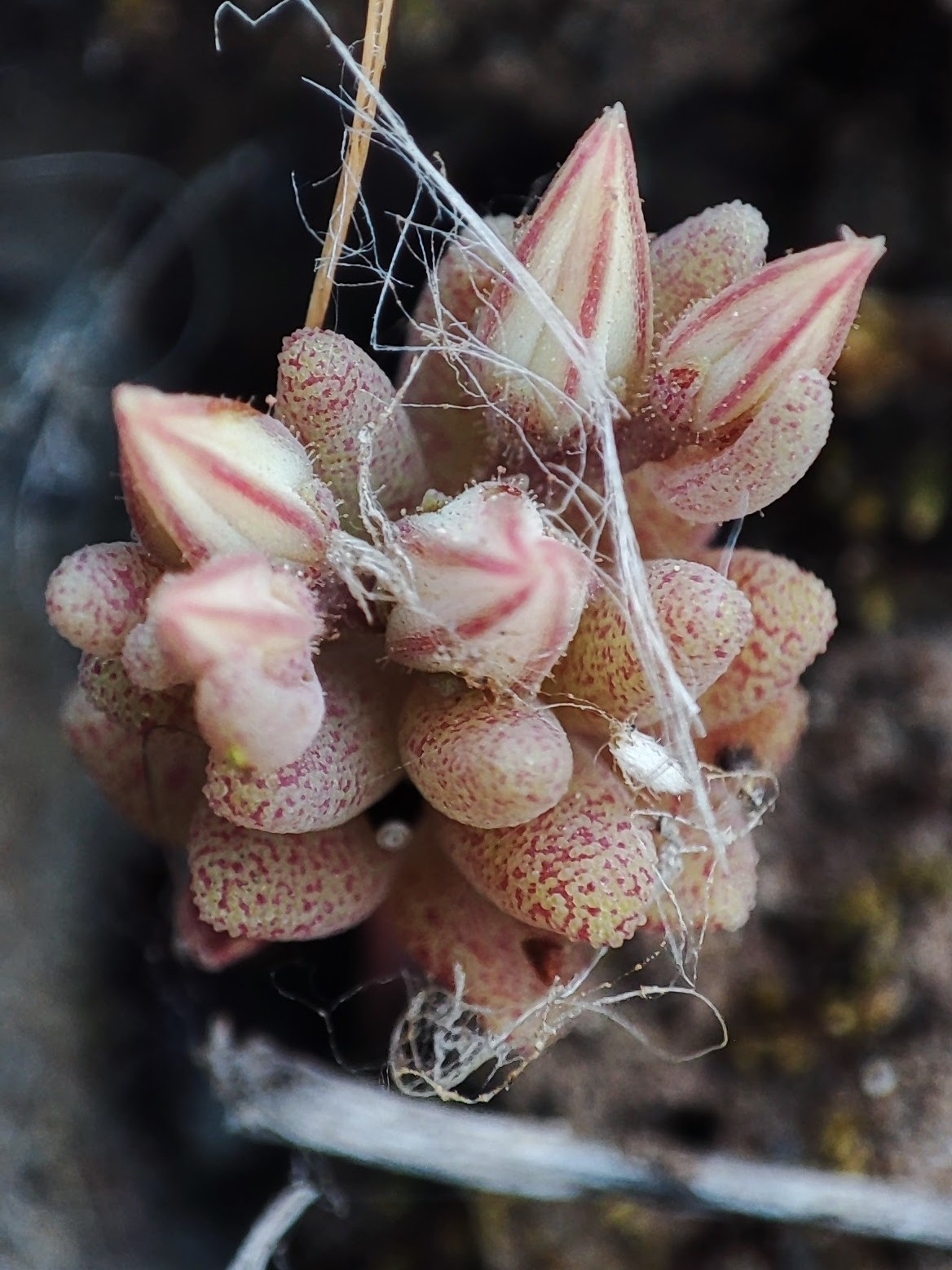 Sedum rubens