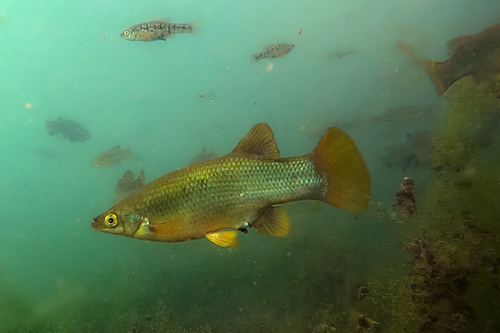 Blackfin goodea (Goodea atripinnis) — Goodeidae
