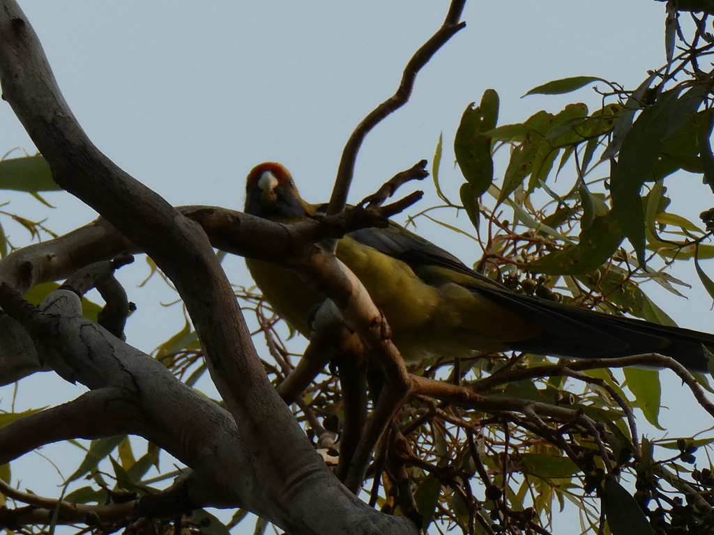 Rosellas From Echuca VIC 3564 Australia On February 23 2024 At 09 01 rosellas-from-echuca-vic-3564-australia-on-february-23-2024-at-09-01