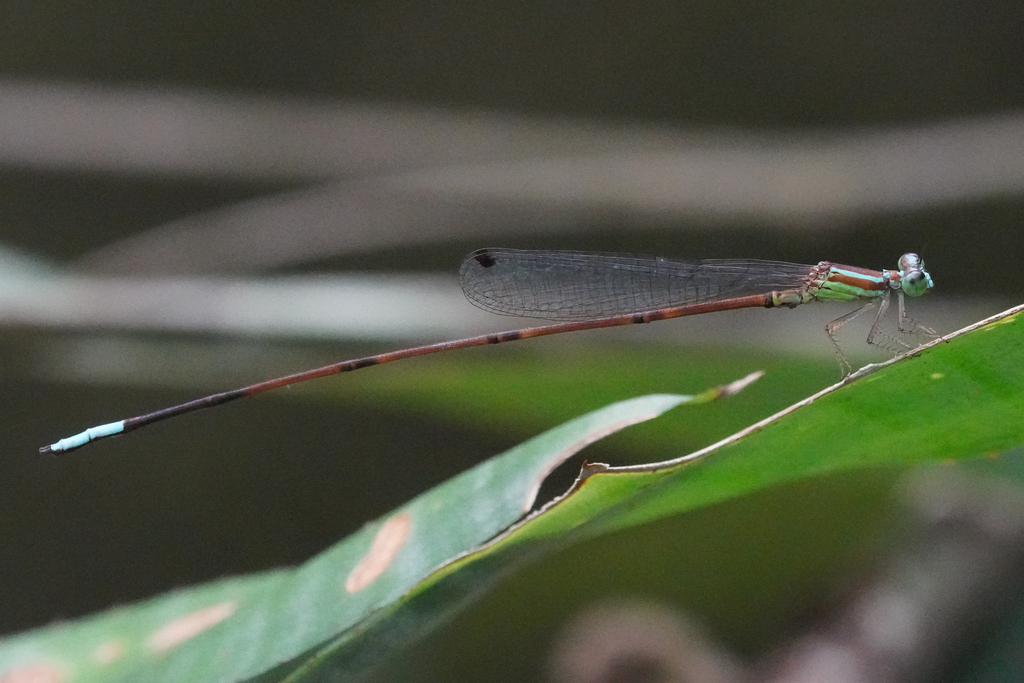 Leptagrion perlongum