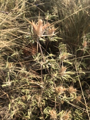 Blepharis subvolubilis