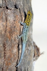 Lygodactylus picturatus