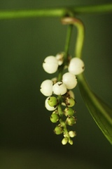 Deeringia polysperma