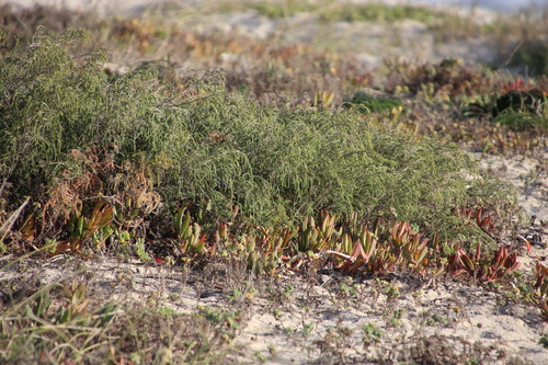 Image of Passerina ericoides by (c) Tony Rebelo, some rights reserved (CC BY-SA)