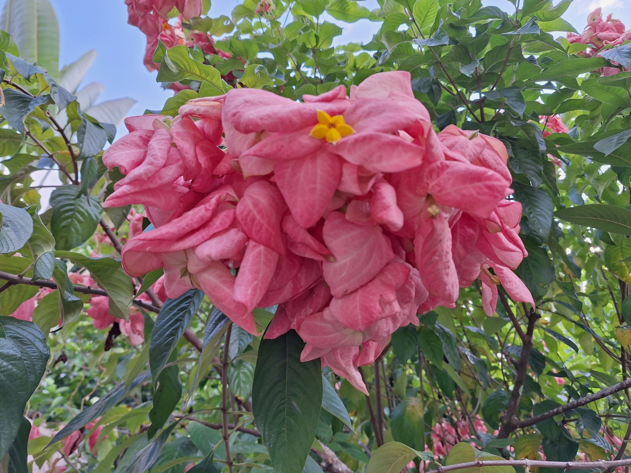 Imagem de Mussaenda