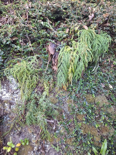 Image of Asplenium haurakiense by (c) Oscar Dove, some rights reserved (CC BY)