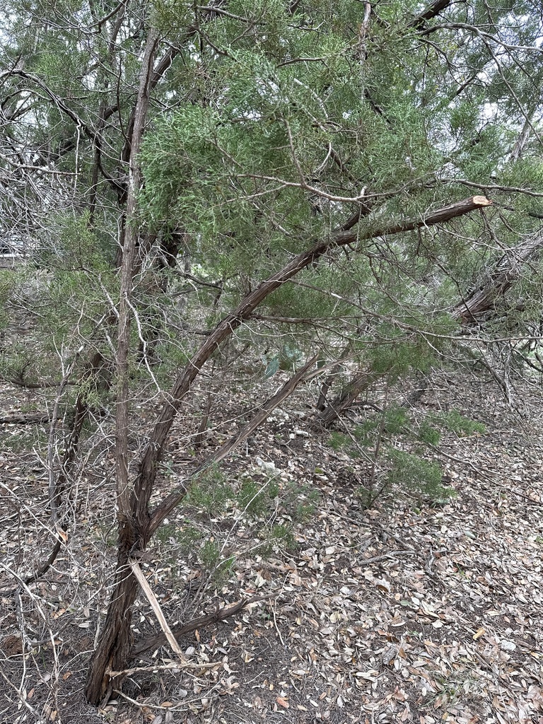 Ashe juniper from Lakeline Village Pud Park, Cedar Park, TX, US on ...