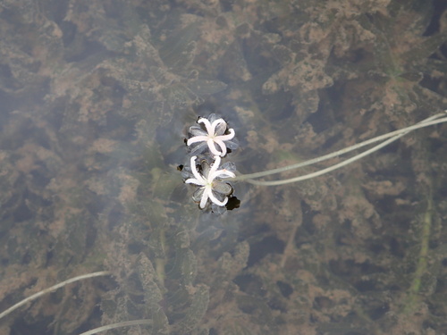 Elodea potamogeton observed 2024-02-24