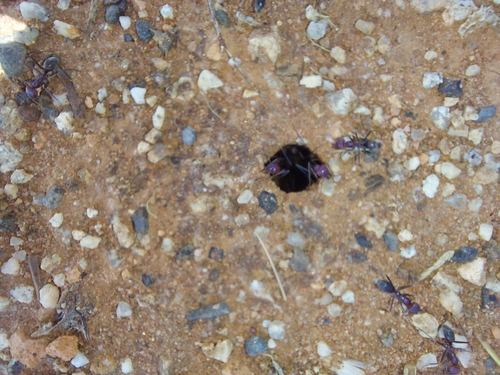 Southern Meat Ant photo 6