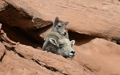 Desert Bighorn Sheep photographed in Nevada