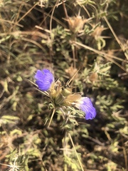 Blepharis subvolubilis