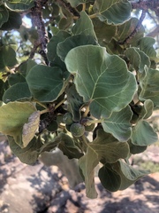 Ficus tettensis