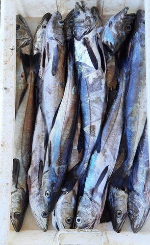 Blue whiting (Merluccius australis) — Merlucciidae — 5