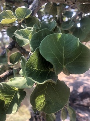 Ficus tettensis