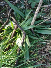 Plantago lanceolata