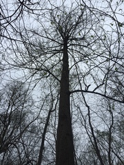 Magnolia acuminata