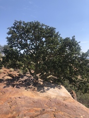 Ficus tettensis