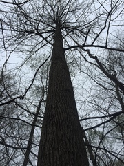 Magnolia acuminata