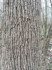Magnolia acuminata