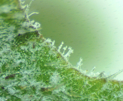 Neoerysiphe galeopsidis