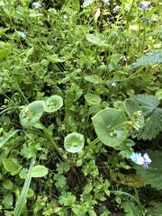 Claytonia