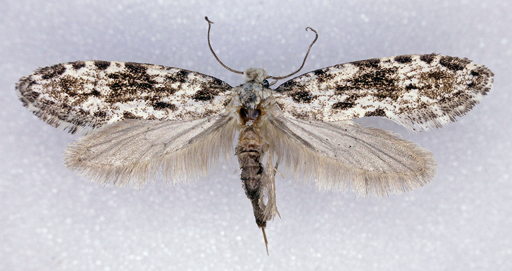 Nemapogon auropulvella