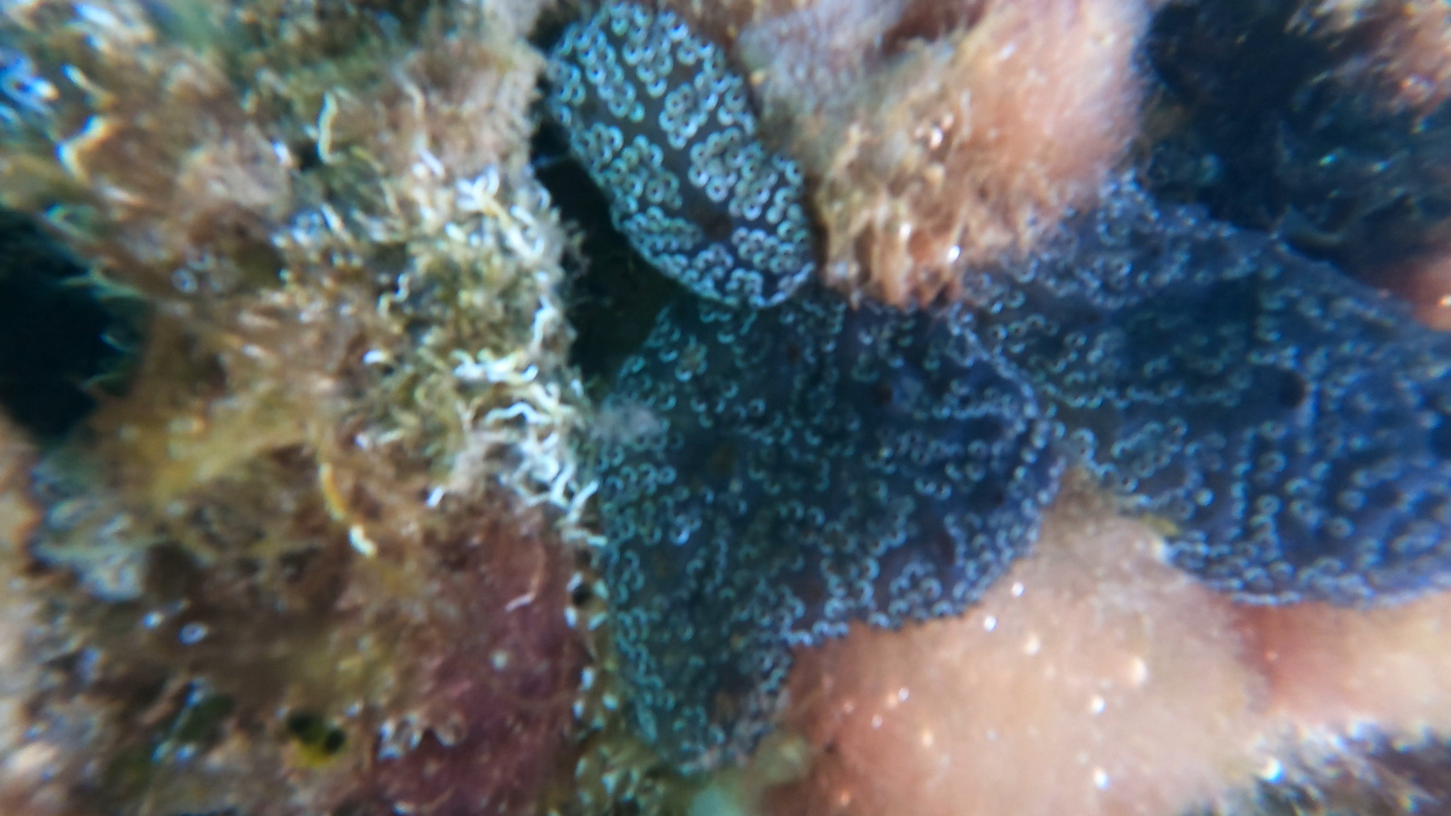 Distaplia bermudensis Van Name, 1902