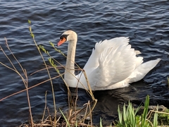 Cygnus olor