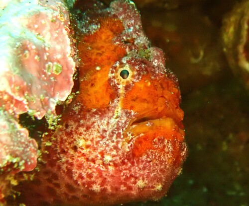 Bloody frogfish (Antennatus sanguineus) — Antennariidae — 3