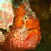 Bloody Frogfish - Photo (c) Carmelo López Abad, some rights reserved (CC BY-NC), uploaded by Carmelo López Abad