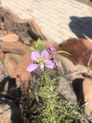 Cleome oxyphylla robusta