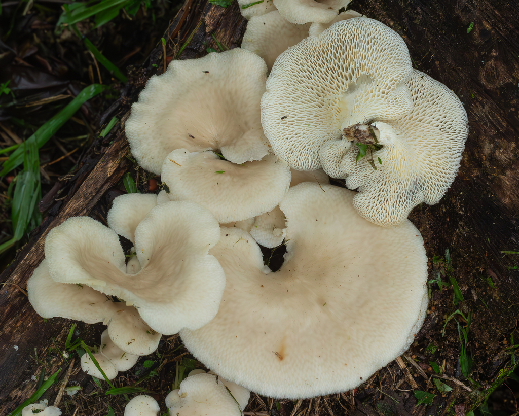 Favolus tessellatus · February 2024 · photo: © deniszabin (iNaturalist, cc-by)