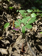 Corydalis intermedia