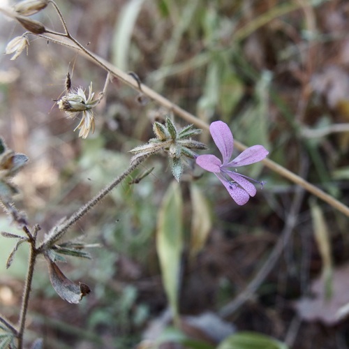 Image of Loeselia glandulosa by (c) Sue Carnahan, some rights reserved (CC BY)