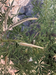 Cleome oxyphylla robusta