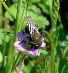 Andrena nigrocaerulea