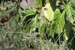 Setophaga petechia image