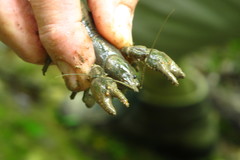 Cambarus clivosus