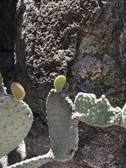 Opuntia leucotricha