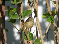 Sporophila torqueola